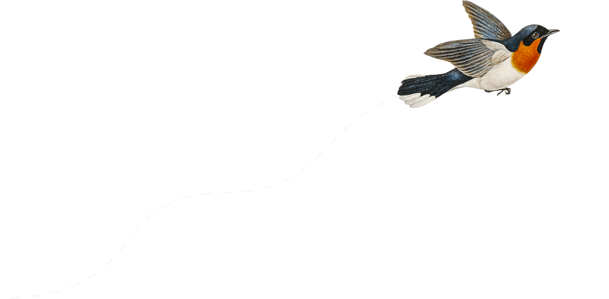 flight-path-on-transparent-a.png