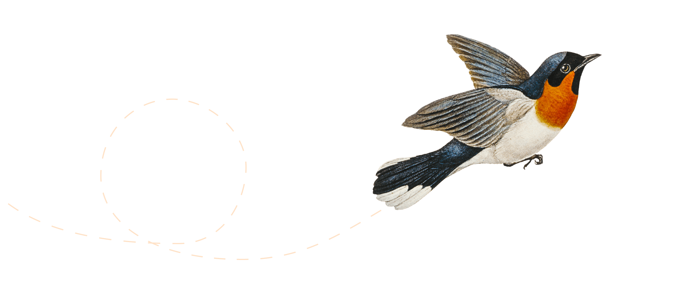 flight-path-on-transparent-c.png