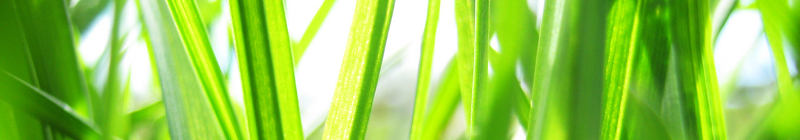 gras.jpg
